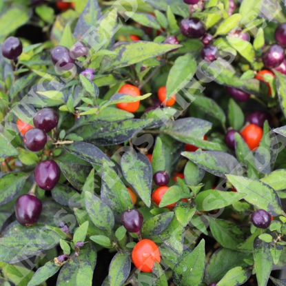 Picture of Capsicum Chilli Pepper Odessey